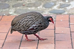 Red-necked Spurfowl [Pternistis afer castaneiventer]