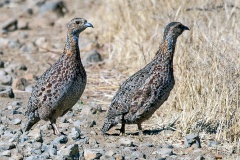 Grey-winged Francolin [Scleroptila afra]