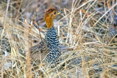Coqui Francolin [Campocolinus coqui coqui]