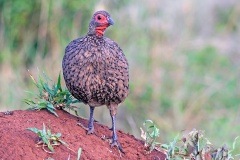Swainson's Spurfowl [Pternistis swainsonii swainsonii]