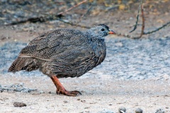 Cape Spurfowl [Pternistis capensis]