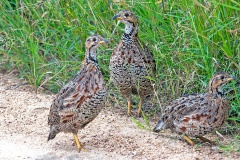 Shelley's Francolin [Scleroptila shelleyi shelleyi]