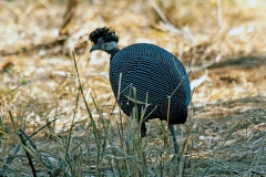 Southern Crested Guineafowl [Guttera edouardi edouardi]