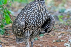 Yellow-necked Spurfowl [Pternistis leucoscepus infuscatus] 