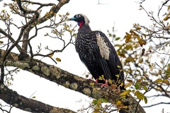 Black-fronted Piping Guan [Pipile jacutinga]