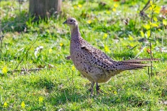 Common Pheasant [Phasianus colchicus colchicus] 