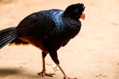 Razor-billed Curassow [Mitu tuberosum] 