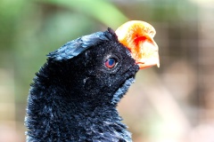 Razor-billed Curassow [Mitu tuberosum] 