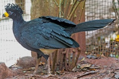 Bare-faced Curassow [Crax fasciolata]