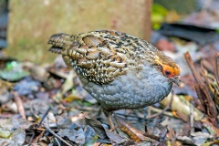Spot-winged Wood Quail [Odontophorus capueira] 