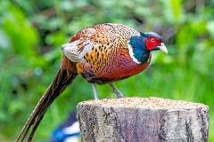 Common Pheasant [Phasianus colchicus colchicus] 