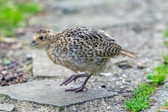 Common Pheasant [Phasianus colchicus colchicus] 