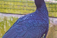 Helmeted Curassow [Pauxi pauxi] 