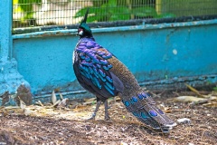 Palawan Peacock-Pheasant [Polyplectron napoleonis] 