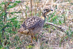 Shelley's Francolin [Scleroptila shelleyi uluensis]