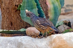 Scaled Quail [Callipepla squamata]