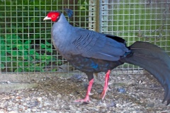 Siamese Fireback [Lophura diardi] 
