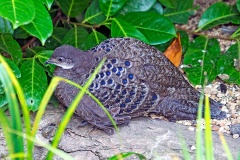 Grey Peacock-Pheasant [Polyplectron bicalcaratum]