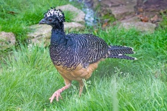 Bare-faced Curassow [Crax fasciolata]
