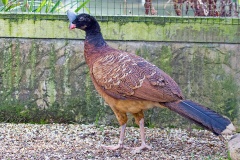 Helmeted Curassow [Pauxi pauxi] 