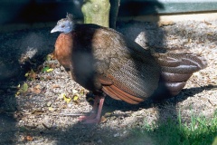 Great Argus [Argusianus argus] 