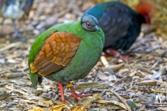 Crested Partridge [Rollulus rouloul] 