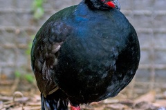 Crested Partridge [Rollulus rouloul] 
