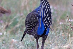 Vulturine Guineafowl [Acryllium vulturinum]