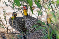 Yellow-necked Spurfowl [Pternistis leucoscepus infuscatus] 