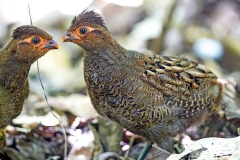 Marbled Wood Quail [Odontophorus gujanensis castigatus]