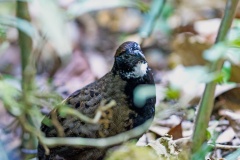 Black-breasted Wood Quail [Odontophorus leucolaemus]