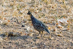 Spot-bellied Bobwhite [Colinus leucopogon dickeyi]