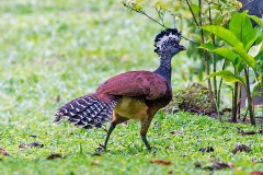 Great Curassow [Crax rubra rubra] 