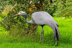 GRUIFORMES