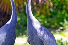 White-naped Crane [Antigone vipio] 