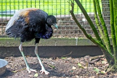 Grey-winged Trumpeter [Psophia crepitans] 