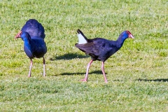 Western Swamphen [Porphyrio porphyrio] 