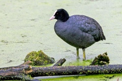Eurasian Coot [Fulica atra atra] 