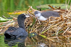 Eurasian Coot [Fulica atra atra] 