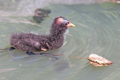 Common Moorhen [Gallinula chloropus chloropus] 