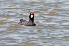 Andean Coot [Fulica ardesiaca ardesiaca] 