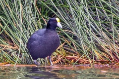 Andean Coot [Fulica ardesiaca ardesiaca] 
