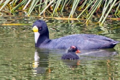 Andean Coot [Fulica ardesiaca ardesiaca] 