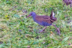 Water Rail [Rallus aquaticus aquaticus]