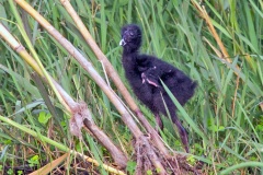 African Swamphen [Porphyrio madagascariensis] 