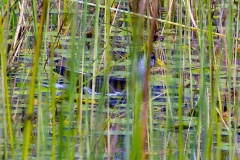 Lesser Moorhen [Paragallinula angulata] 