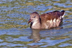 Common Moorhen [Gallinula chloropus chloropus] 