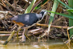 White-breasted Waterhen [Amaurornis phoenicurus phoenicurus] 