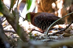Red-legged Crake [Rallina fasciata] 