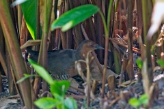 Band-bellied Crake [Zapornia paykullii]